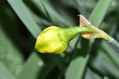Baharda bahçedeki güzel nergislerin yakın görüntüsü.
