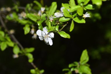 Bahar zamanı ağaç dalında beyaz çiçekler