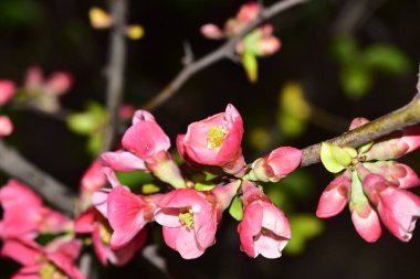 İlkbaharda açan güzel kiraz çiçeğinin yakın görüntüsü