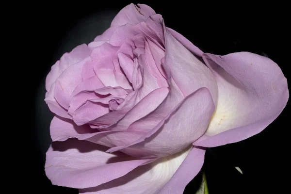 Красива Квітка Троянди Темному Фоні — стокове фото