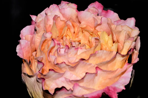 Koyu Arkaplanda Güzel Bir Gül Çiçeği — Stok fotoğraf