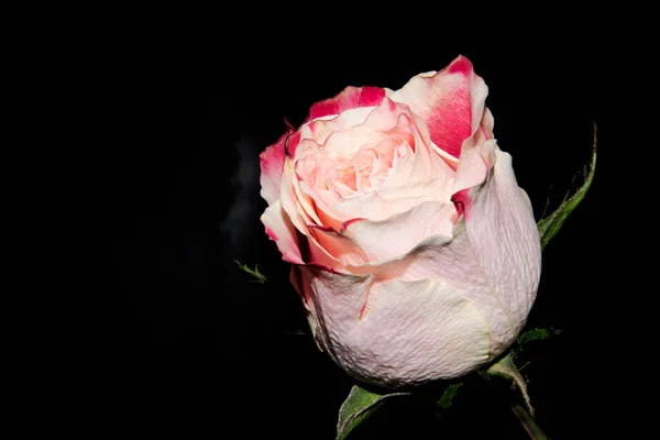 Hermosa Flor Rosa Sobre Fondo Oscuro — Foto de Stock