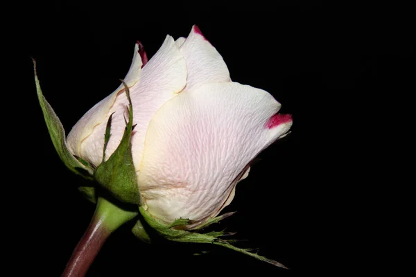 Schöne Rose Blume Auf Dunklem Hintergrund — Stockfoto
