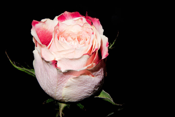 Beautiful rose flower on dark background