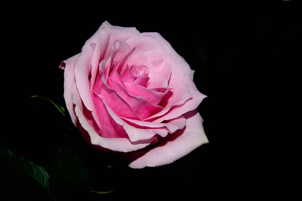 Gyönyörű Rózsa Virág Sötét Háttér — Stock Fotó