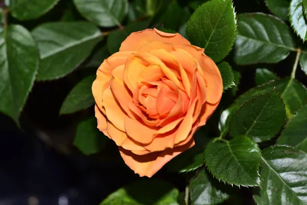 庭の美しいオレンジ色のバラの花 — ストック写真