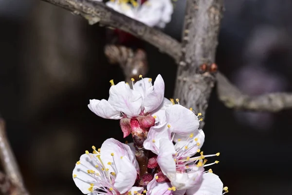 Flores Brancas Ramo Árvore Tempo Primavera — Fotografia de Stock