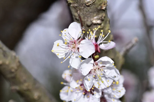 Białe Kwiaty Gałęzi Drzewa Czasie Wiosny — Zdjęcie stockowe