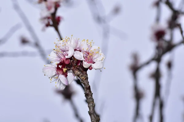Vita Blommor Trädgren Våren — Stockfoto