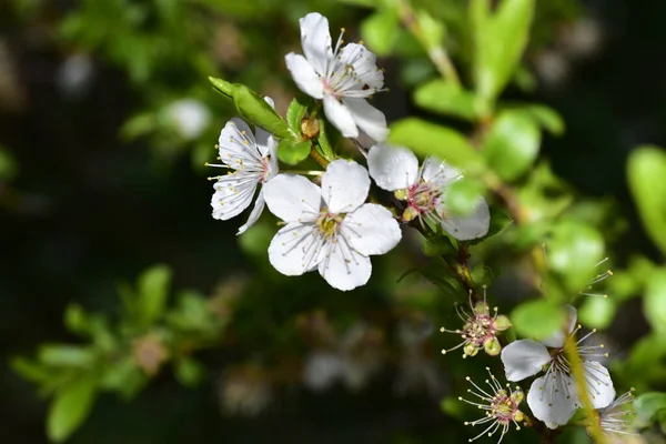 Flores Brancas Ramo Árvore Tempo Primavera — Fotografia de Stock