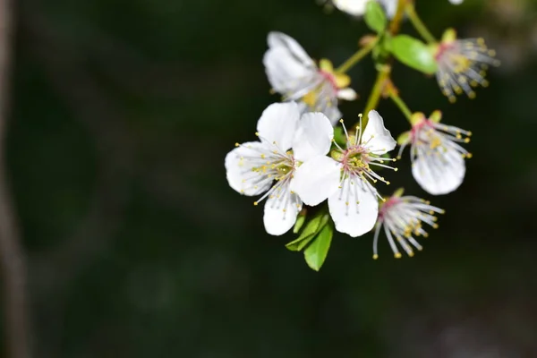 Белые Цветы Ветвях Деревьев Весной — стоковое фото