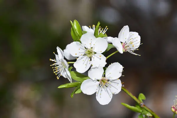 Белые Цветы Ветвях Деревьев Весной — стоковое фото