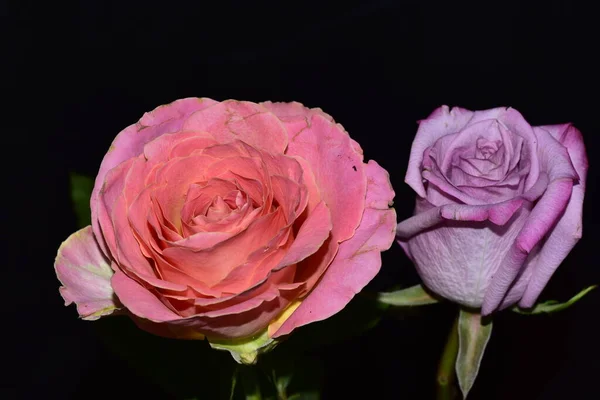 Schöne Rosen Auf Dunklem Hintergrund — Stockfoto