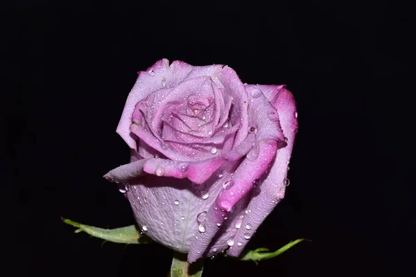 深色背景的美丽玫瑰花 — 图库照片