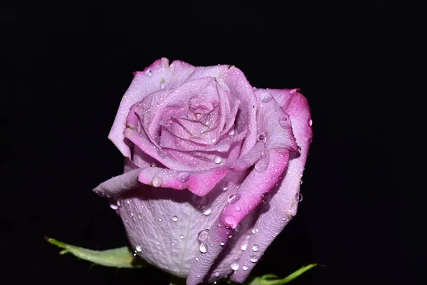Bela Rosa Flor Fundo Escuro — Fotografia de Stock