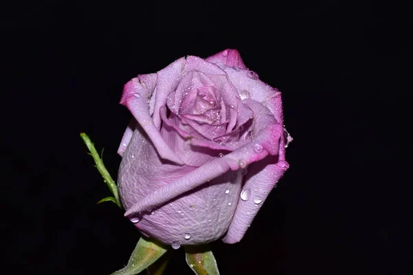Красива Квітка Троянди Темному Фоні — стокове фото