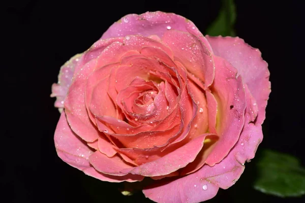 Beautiful Rose Flower Dark Background — Stock Photo, Image