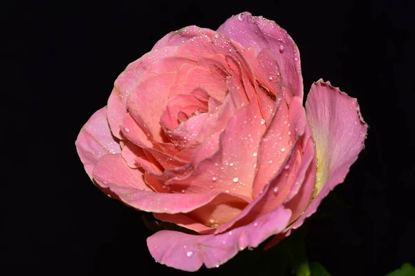 Bela Rosa Flor Fundo Escuro — Fotografia de Stock