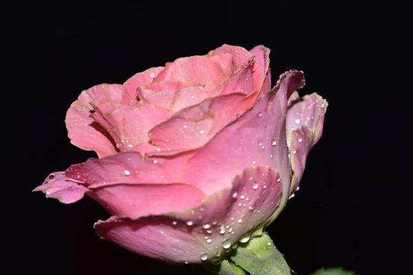 Hermosa Flor Rosa Sobre Fondo Oscuro —  Fotos de Stock