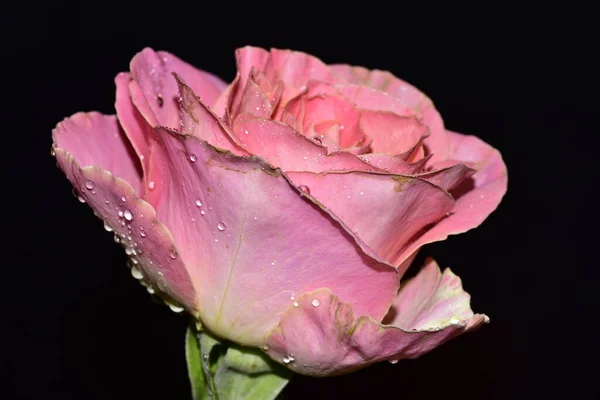 Όμορφο Τριαντάφυλλο Λουλούδι Σκούρο Φόντο — Φωτογραφία Αρχείου