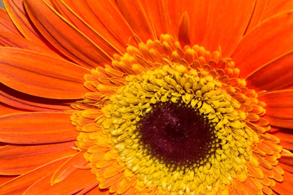 Bela Flor Gerbera Vista Perto — Fotografia de Stock