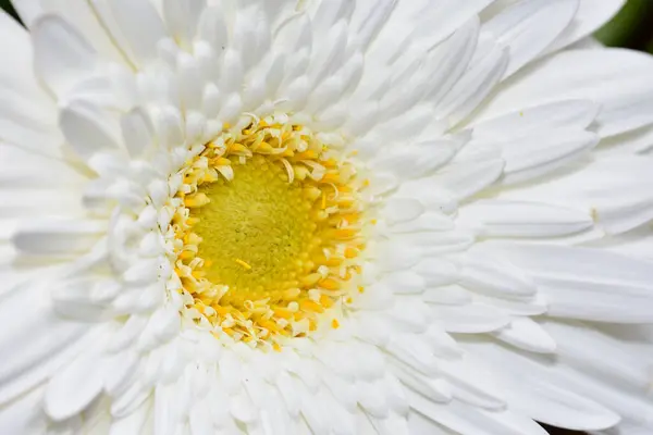 Piękny Gerbera Kwiat Widok Bliska — Zdjęcie stockowe