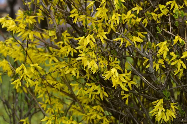 Żółte Kwiaty Rosnące Ogrodzie — Zdjęcie stockowe