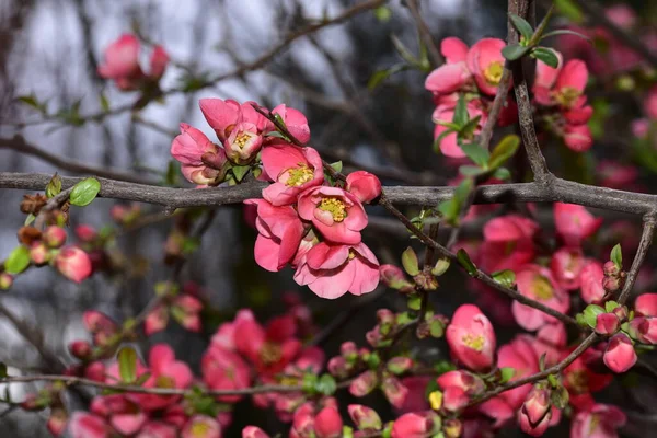 春の桜の花を間近に見る — ストック写真