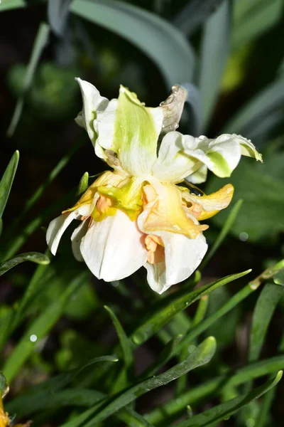 Close Zicht Prachtige Narcissen Bloemen Tuin Het Voorjaar — Stockfoto