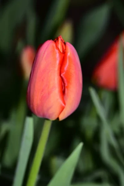 Piękne Tulipany Kwiaty Ogrodzie — Zdjęcie stockowe