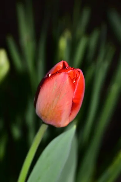 Schöne Tulpenblüten Garten — Stockfoto