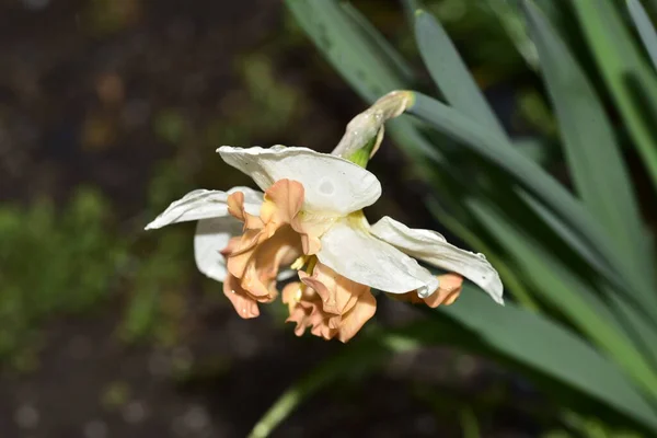 Zblízka Pohled Krásné Narcisy Květiny Zahradě Jaře — Stock fotografie