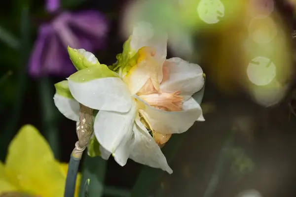 Bliska Widok Pięknych Żonkili Kwiaty Ogrodzie Wiosną — Zdjęcie stockowe