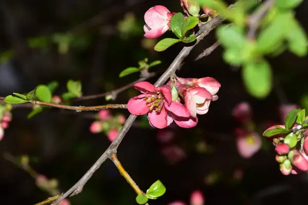 Närbild Vackra Blommande Körsbär Våren — Stockfoto