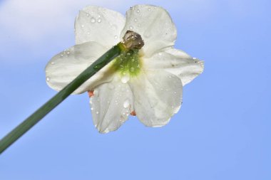 Güzel nergis çiçeğinin ve mavi gökyüzünün yakın görüntüsü. Güzel botanik fotoğrafı, doğal duvar kağıdı.