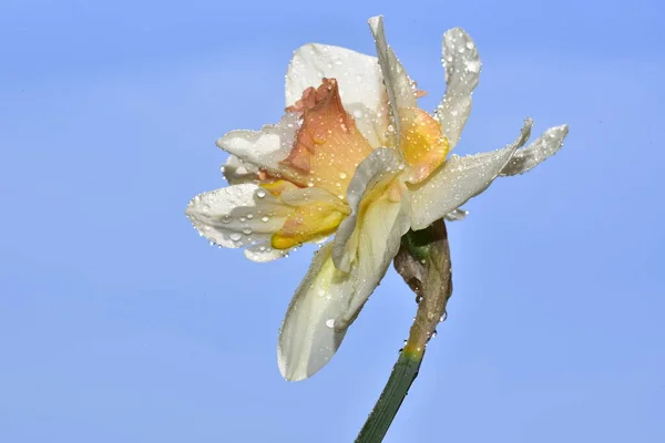 Közeli Kilátás Gyönyörű Nárciszvirág Kék Háttér Gyönyörű Botanikai Lövés Természetes — Stock Fotó