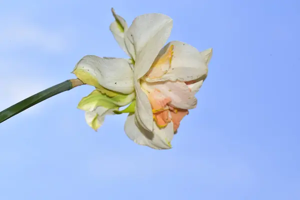 stock image close-up view of beautiful daffodil flower and blue sky background. beautiful botanical shot, natural wallpaper