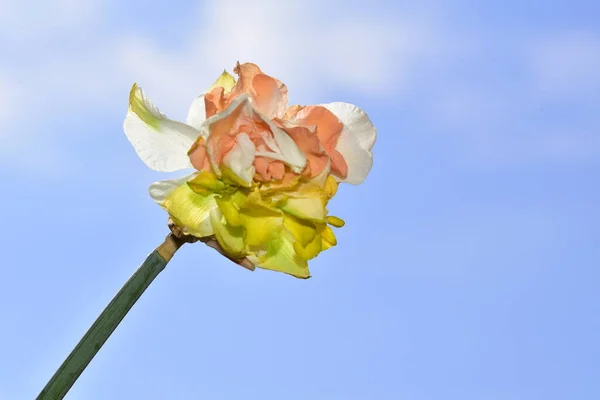 Vue Rapprochée Belle Fleur Jonquille Fond Bleu Ciel Belle Photo — Photo