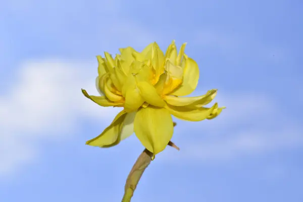 Vista Perto Bela Flor Daffodil Fundo Céu Azul Belo Tiro — Fotografia de Stock