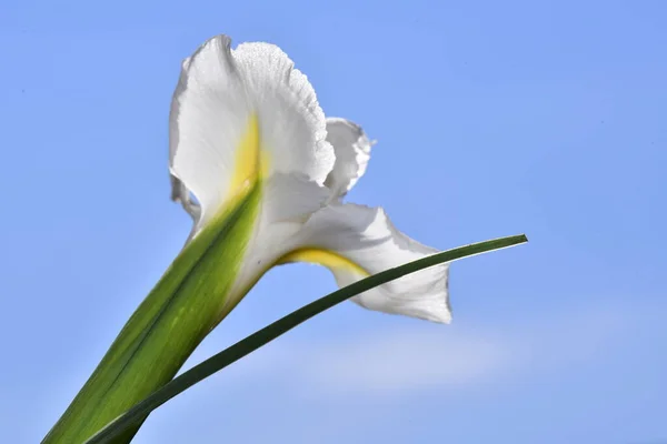 Beautiful White Flowers Blue Background — Stock Photo, Image