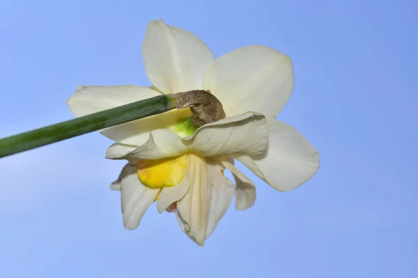 Zblízka Pohled Krásné Narcisy Květiny Modré Nebe Pozadí Krásný Botanický — Stock fotografie