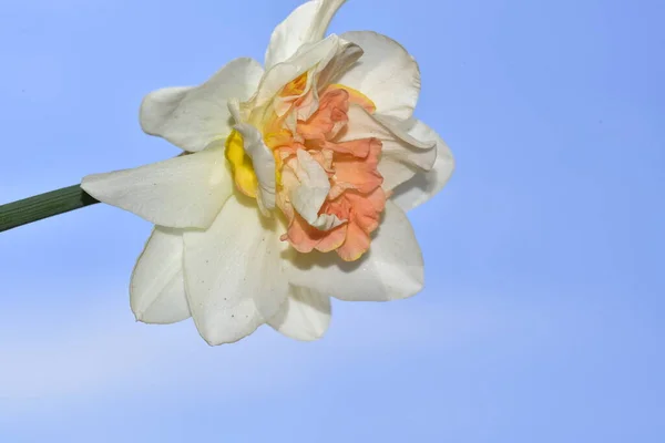 Close Zicht Prachtige Narcis Bloem Blauwe Lucht Achtergrond Mooi Botanisch — Stockfoto