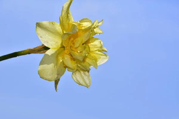 Nahaufnahme Von Schönen Narzissenblüte Und Blauem Himmel Hintergrund Schöne Botanische — Stockfoto