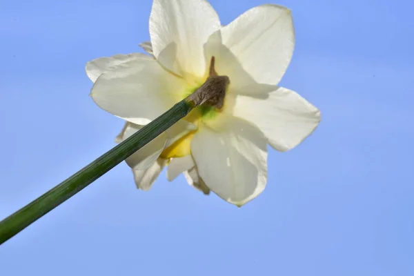 Nahaufnahme Von Schönen Narzissenblüte Und Blauem Himmel Hintergrund Schöne Botanische — Stockfoto