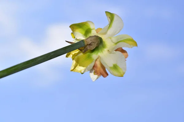 Close View Beautiful Daffodil Flower Blue Sky Background Beautiful Botanical — Stock Photo, Image