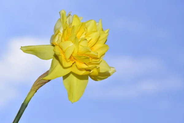 Vista Perto Bela Flor Daffodil Fundo Céu Azul Belo Tiro — Fotografia de Stock