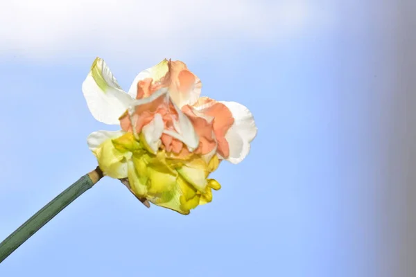 Крупним Планом Вид Красиву Квітку Нарциса Блакитне Небо Фону Красивий — стокове фото