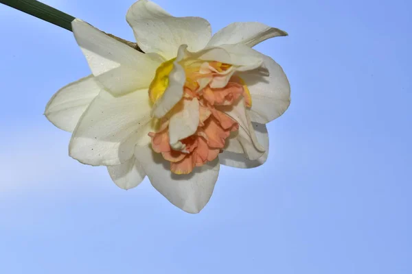 Närbild Vackra Påsklilja Blomma Och Blå Himmel Bakgrund Vacker Botanisk — Stockfoto