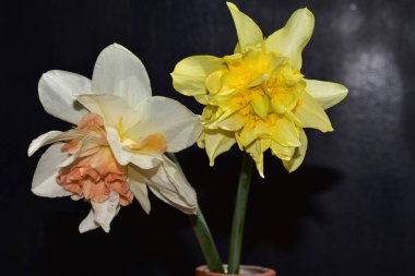 Siyah arka planda güzel nergislerin yakın plan görüntüsü 