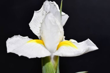 Siyah arkaplanda beyaz orkide çiçeği